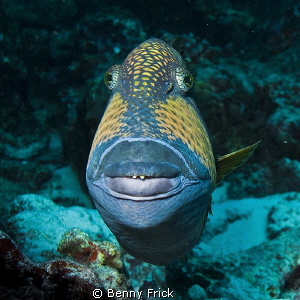 I love this fellow. Just look at his teeth, and the botox... by Benny Frick 